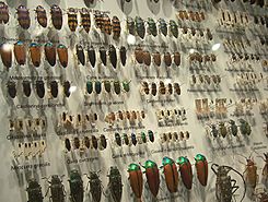 Beetle collection.jpg