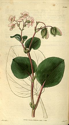 Begonia cucullata var. hookeri.jpg