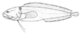 Bidenichthys consobrinus (Grey botula)