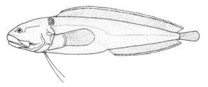 Archivo:Bidenichthys consobrinus (Grey botula)