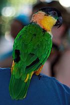 Black-headed Parrot (Pionites melanocephalus) -back.jpg