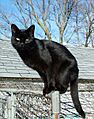 Blackcat-Lilith