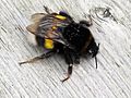 Bombus terrestris (Buff-tailed bumblebee) queen, Arnhem, the Netherlands