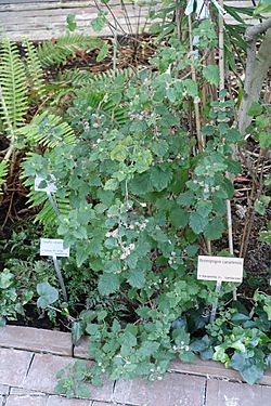 Bystropogon canariensis - Bergianska trädgården - Stockholm, Sweden - DSC00378.JPG