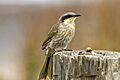 CSIRO ScienceImage 3640 Singing Honeyeater Flinders Victoria