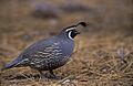 Callipepla californica2