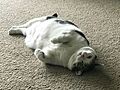 Cat on its back
