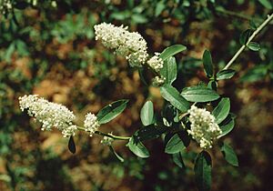 Archivo:Ceanothus integerrimus 1