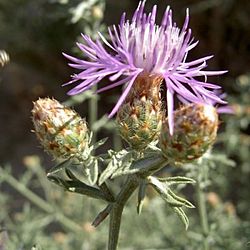 Centaurea paniculata.JPG