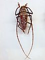Cerambycidae - Batocera wallacei