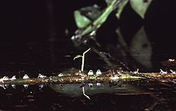 Chiasmocleis ventrimaculata02.jpg