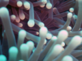 Coral (Heliofungia Actiniformis) (Close up) 1