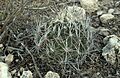 Coryphantha ramillosa ramillosa 2