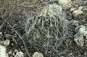 Archivo:Coryphantha ramillosa ramillosa 2