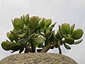 Crassula ovata-Magadascar03