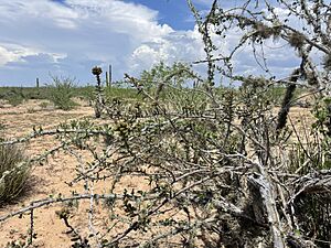 Archivo:Cylindropuntia lindsayi 5