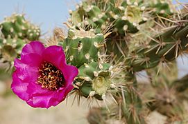 Cylindropuntia spinosior, with flower, Albuquerque
