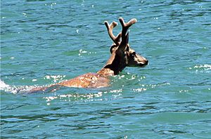 Archivo:Deer swimming in Lake Shasta