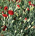 Dianthus caryophyllus Chabaud 'Etincelant', Elfenau