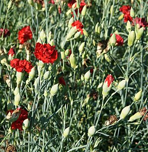 Archivo:Dianthus caryophyllus Chabaud 'Etincelant', Elfenau