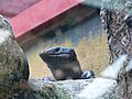Diploglossus millepunctatus