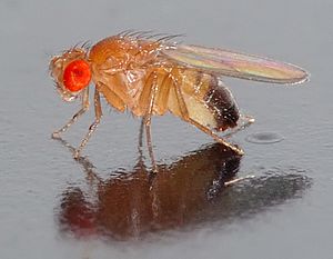 Archivo:Drosophila melanogaster - side (aka)