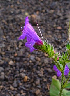 Archivo:Echium lancerottense 02