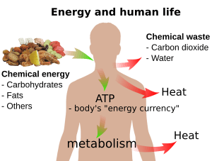 Archivo:Energy and life