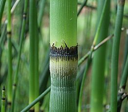 Archivo:Equisetum giganteum 3 ies