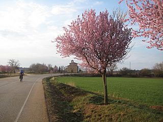 Ermita del Cristo del Campillo (near Alcubilla de Avellaneda).jpg