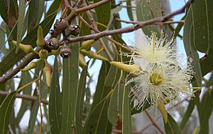 Eucalyptus tereticornis flowers, capsules, buds and foliage.jpeg