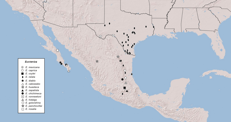 Eucteniza distribution