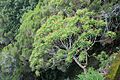 Euphorbia mellifera k3