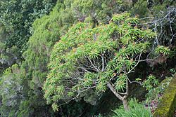 Euphorbia mellifera k3.jpg