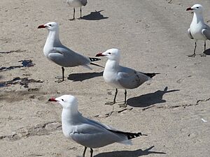 Archivo:Gaviotas de Audouin, puerto pesquero de Castellón. Larus