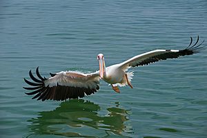 Archivo:Great White Pelican AdF