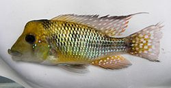 Gymnogeophagus pseudolabiatus.jpg