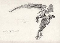 Archivo:Iguanodon4