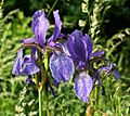 Iris sibirica 060603