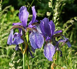 Iris sibirica 060603