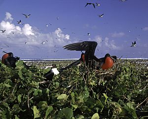 Archivo:Johnston Atoll Seabirds FWS