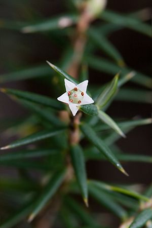 Archivo:Leptecophylla juniperina Flower