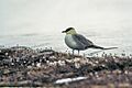 Long-tailed Skua (js) 26
