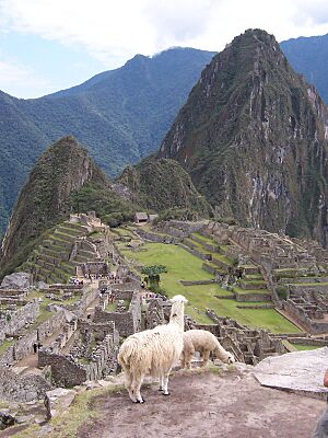 Archivo:Machu Picchu llamas