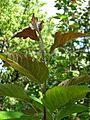 Malus fusca leaves 01
