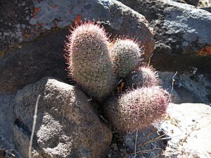 Archivo:Mammillaria dioica (5782324909)