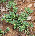 Mecardonia procumbens habit