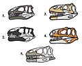 Megalosauridae skulls