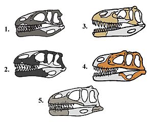 Archivo:Megalosauridae skulls