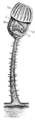 Meyers b3 s0537 b1